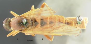 Media type: image;   Entomology 12598 Aspect: habitus dorsal view
